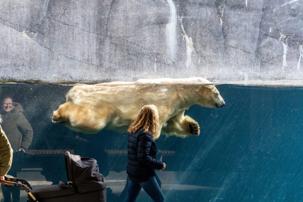 Billet pour le zoo de Copenhague