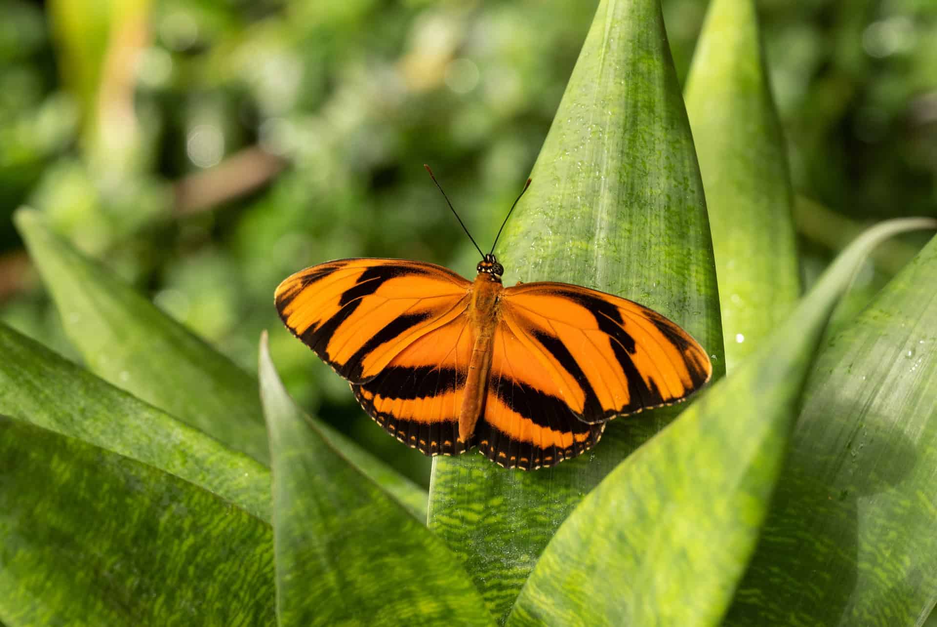 butterfly house jardin botanique copenhague