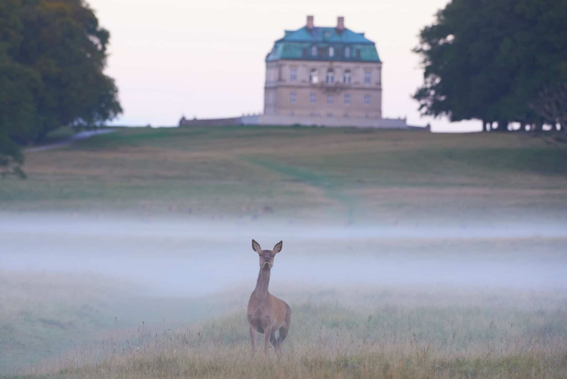 cerf klampborg dyrehaven