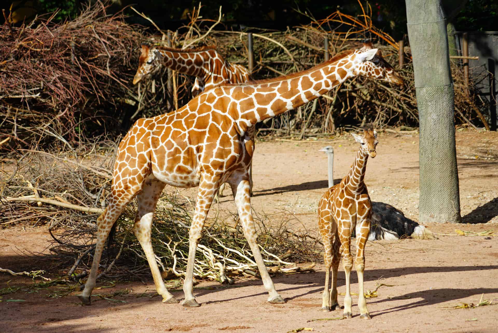 giraffes zoo de copenhague