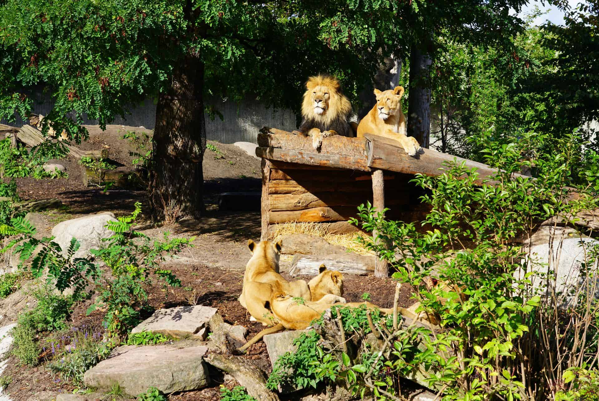 Le Zoo de Copenhague