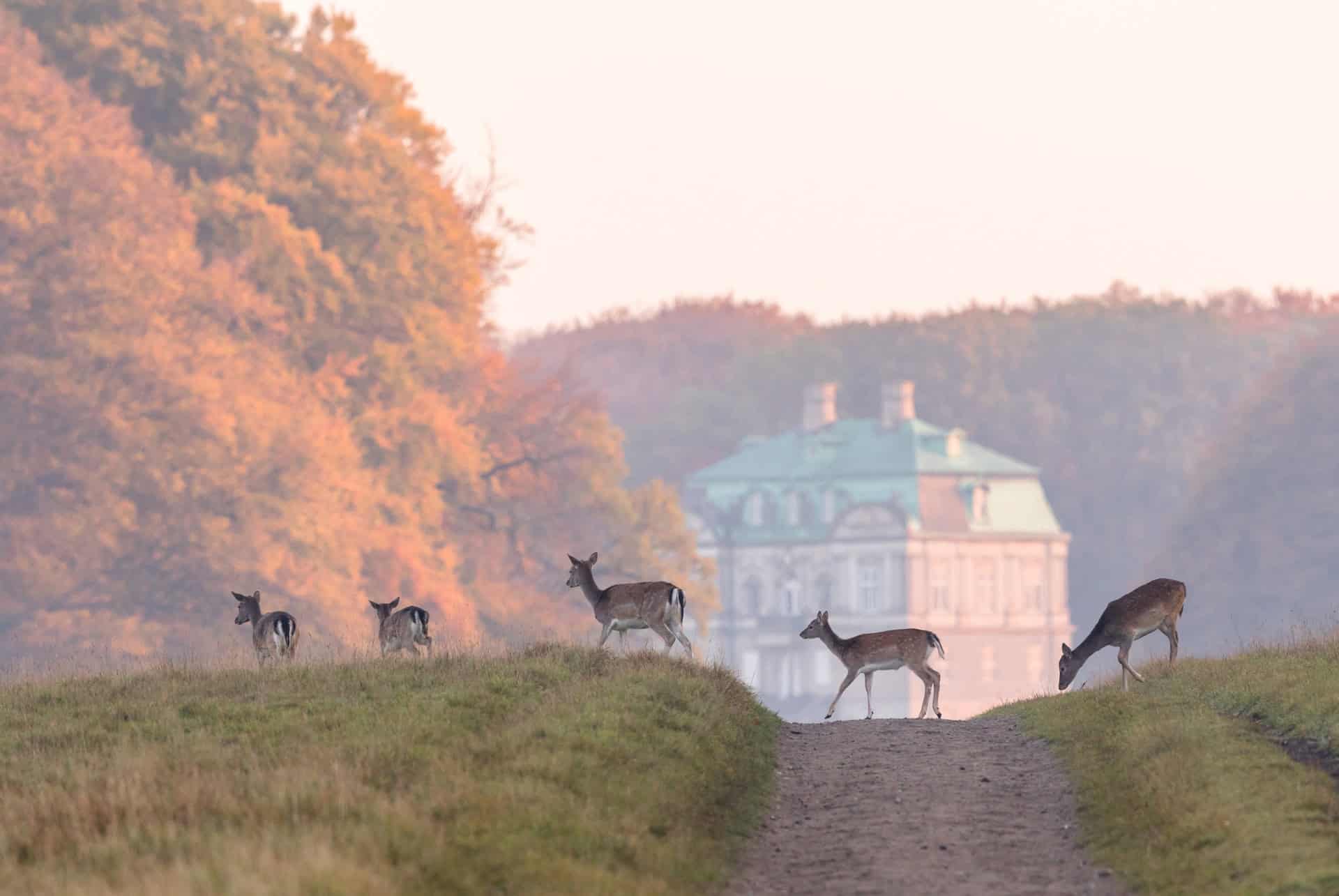 forêt de Dyrehaven à copenhague en automne