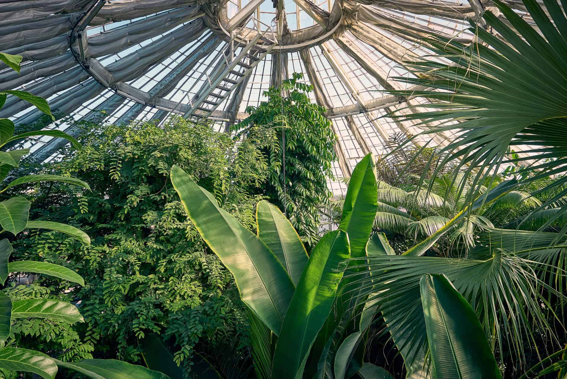 palmehuset jardin botanique copenhague palmehuset jardin botanique copenhague