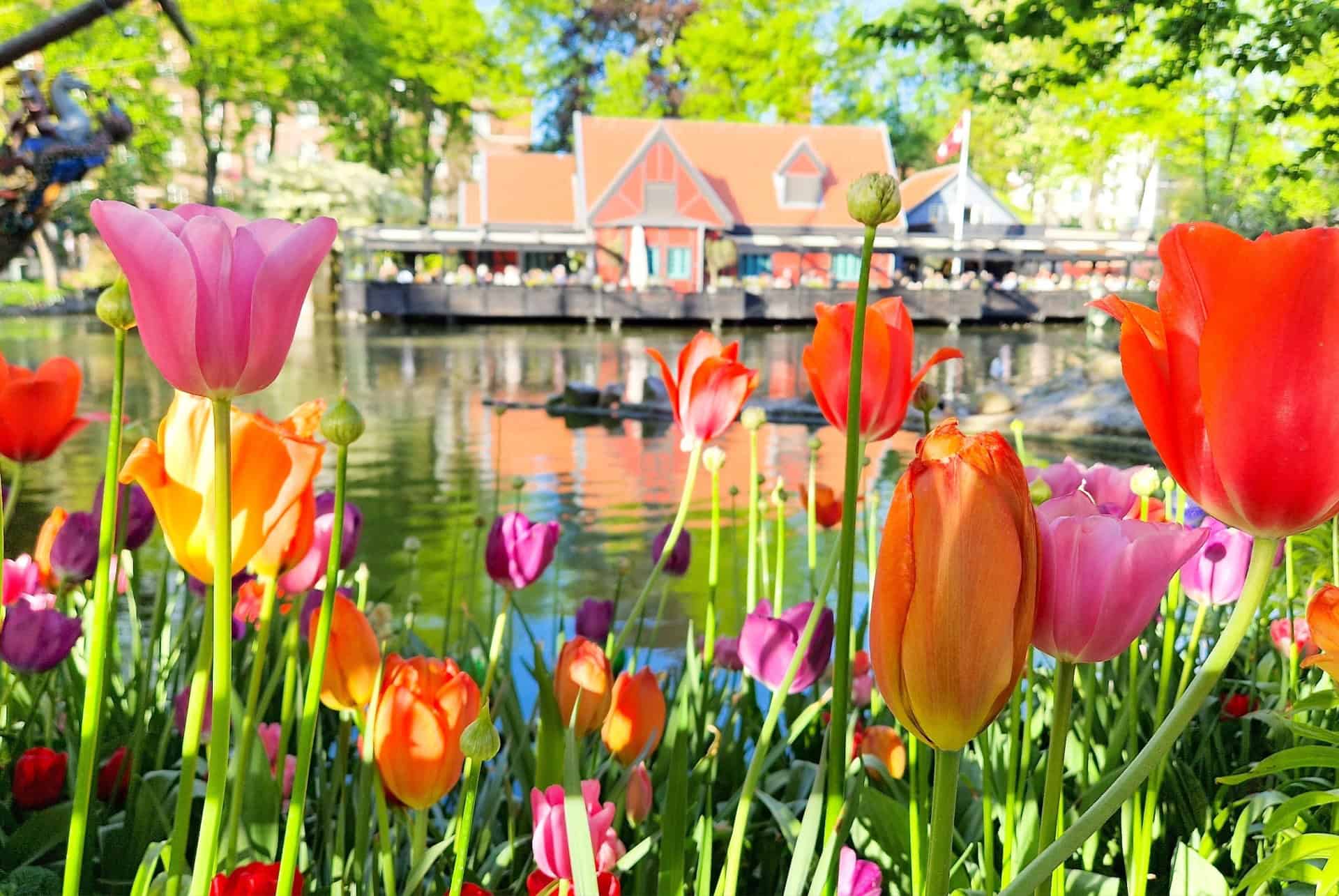 copenhague en mai tulip festival copenhague en mai tulip festival