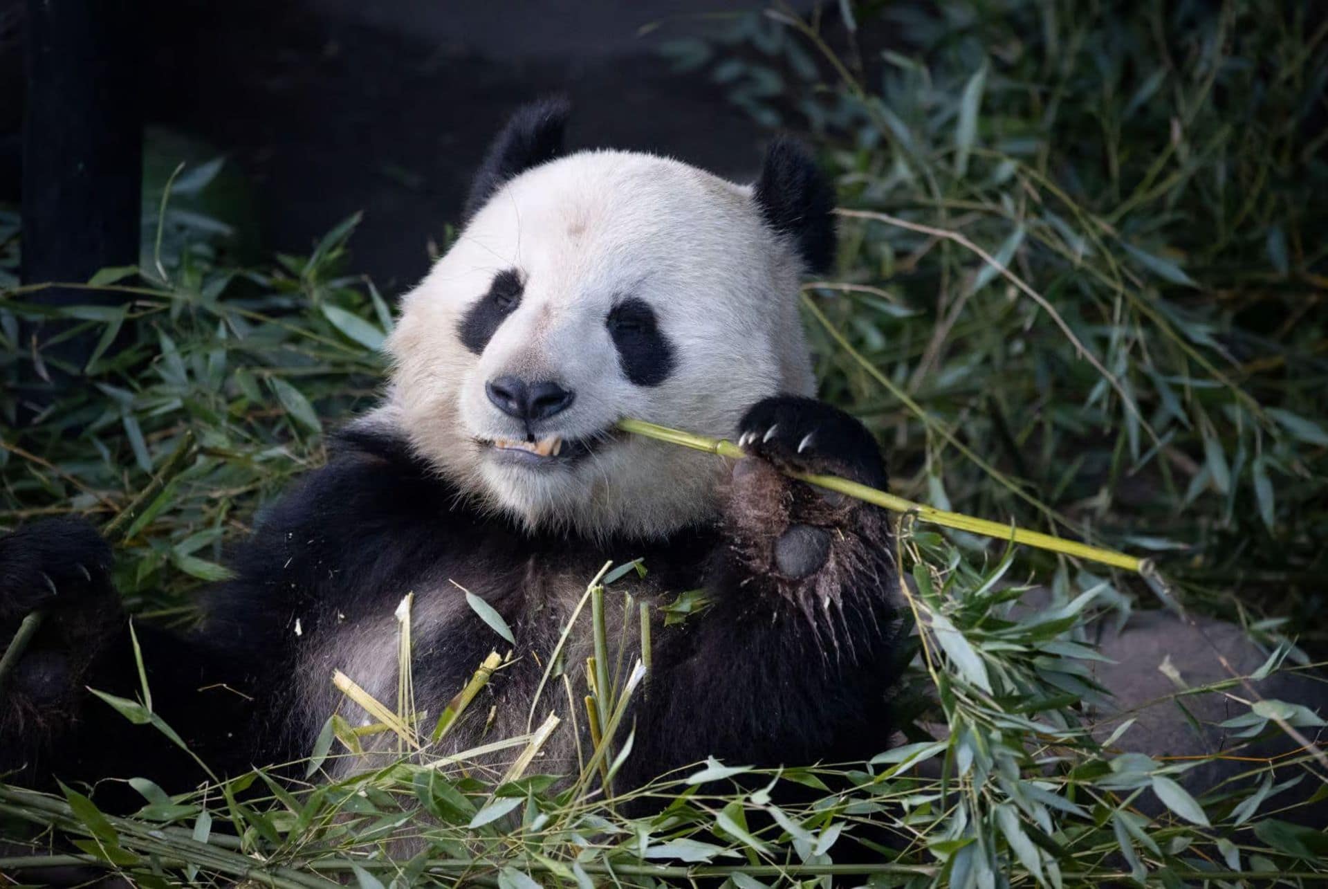 panda zoo de copenhague panda zoo de copenhague